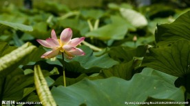 荷花塘荷花实拍视频素材