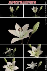 百合花绽放实拍视频素材