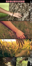 手触摸树木植物实拍视频素材