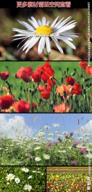 唯美花海花丛实拍视频素材