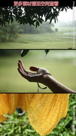 美女伸手接树叶雨滴高清实拍视频