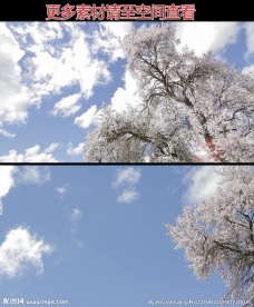 日本白色樱花树高清实拍视频素材