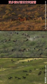 野马草原奔跑高清视频素材