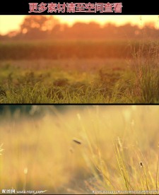 草丛阳光美景高清实拍视频素材