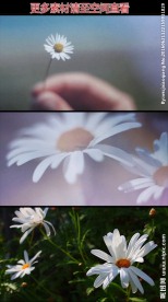 小白花高清实拍视频素材