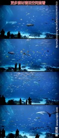 海洋馆观光水生动物高清实拍视频
