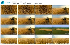 麦地收割小麦影视微电影素材视频