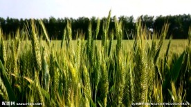 小麦麦田麦浪