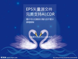 原创白天鹅矢量插画