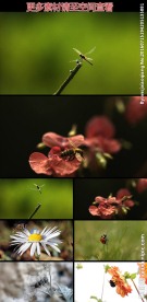 蜻蜓蜜蜂瓢虫蚂蚁昆虫慢镜头视频