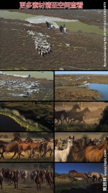 航拍万马奔腾恢宏壮阔视频素材