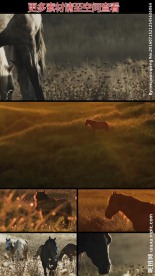 草丛中的马匹实拍视频素材