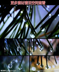 叶尖水滴水珠高清实拍视频素材