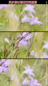 花丛草丛高清实拍视频素材