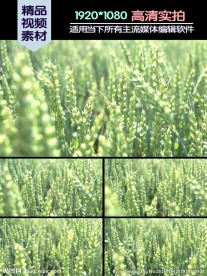 翠绿小麦麦穗视频素材