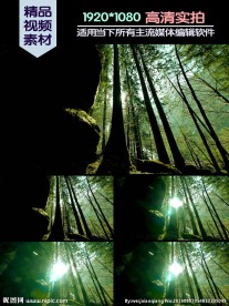 森林参天大树阳光穿进森林