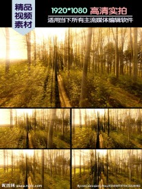 小树林夕阳光线