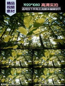 阳光穿透森林绿茵