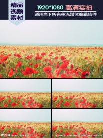 唯美虞美人花海高清实拍视频素材