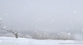 AE下雪前景素材模板