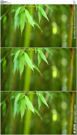 高清中国风注意竹子背景