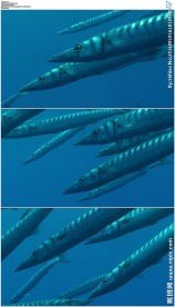 地中海大海梭鱼海底鱼群