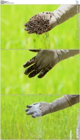 农民用手撒下种子和肥料特写