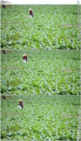 农民在种植烟草的土地里施肥