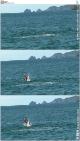 海滩大海游泳跳跃