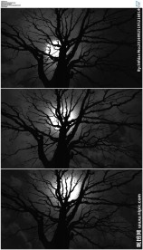 夜晚黑夜树枝背后月亮