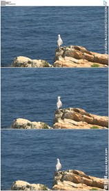 一只海鸥栖息在海边岩石上
