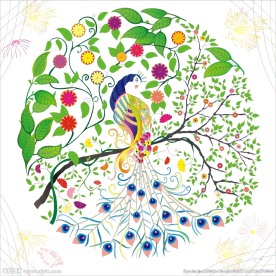 美丽的孔雀图案