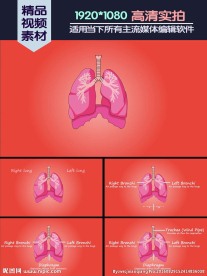 肺基本功能介绍演示动画