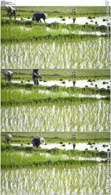 农民稻田劳动插秧视频素材