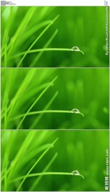绿色小草尖上的露珠