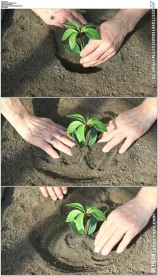 双手在土壤中种植小树幼苗