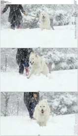 女人牵着牧羊犬在雪地奔跑