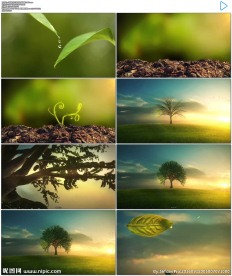 小树发芽生长成大树视频