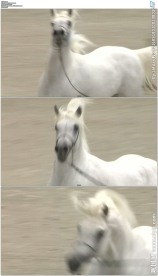 脱缰奔跑的白马