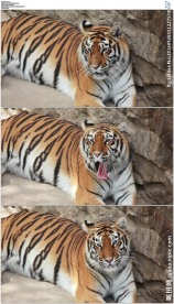 动物园老虎打哈欠