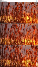 沼泽地野草日出