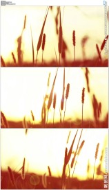 夏天夕阳狗尾草