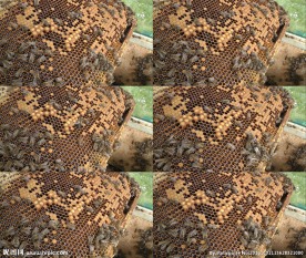 蜂巢
