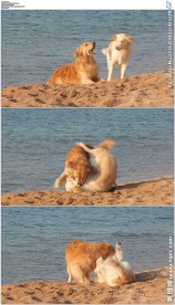 两只金毛在沙滩打闹玩耍