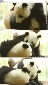 两只大熊猫玩耍