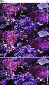 海底世界热带鱼和珊瑚