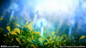 蒲公英实拍影视素材