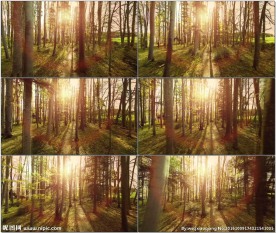 穿梭小树林阳光