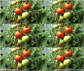 红番茄绿番茄