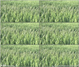 小麦田小麦随风摇摆